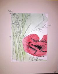 Coquelicot